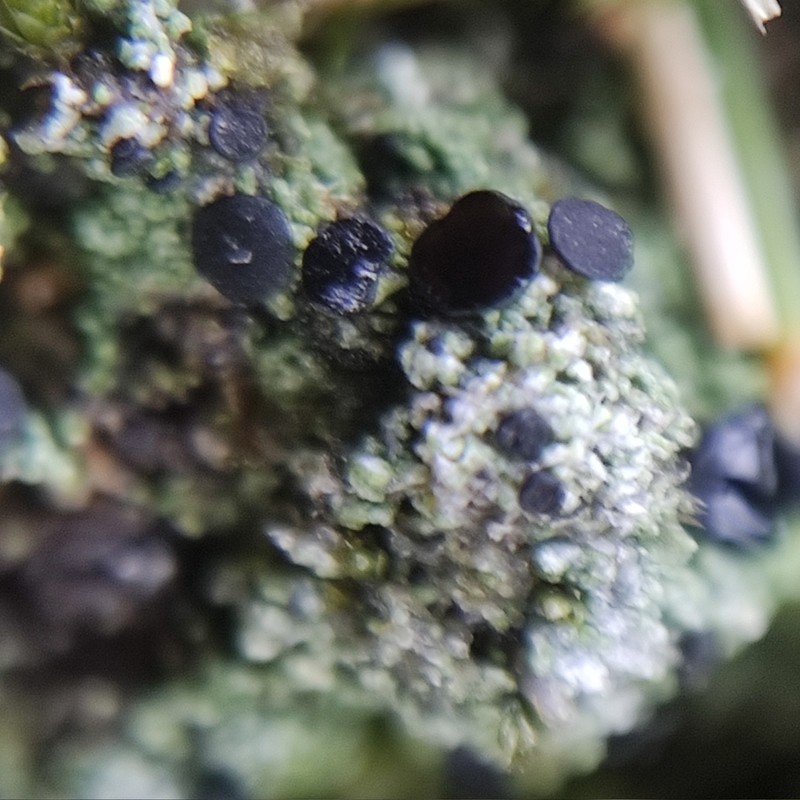 Baglietto'A Dotted Lichen photo 7