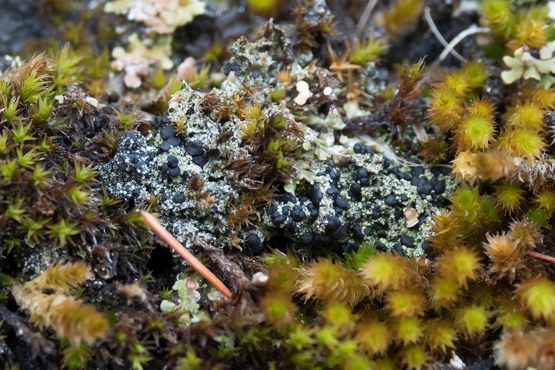 Baglietto'A Dotted Lichen photo 8