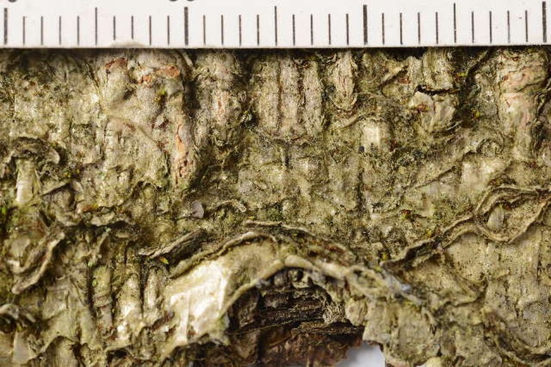 Beckhaus' Dotted Lichen