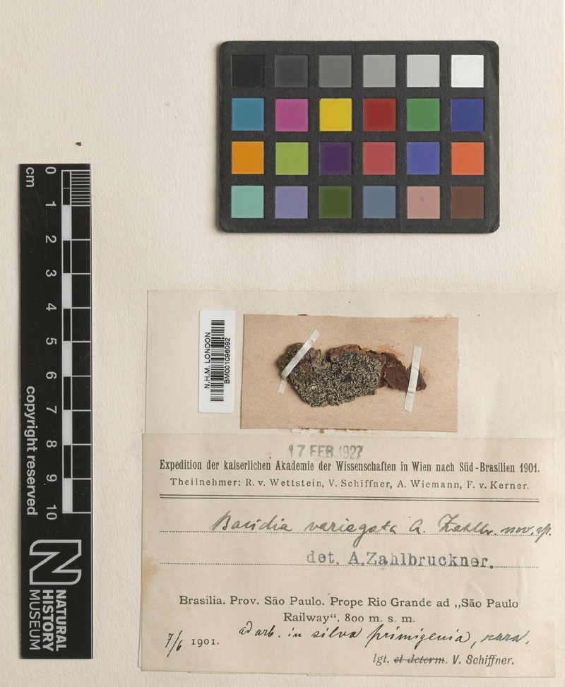 Bacidia campalea photo 3