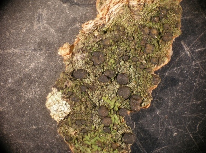 Circumspect Dotted Lichen
