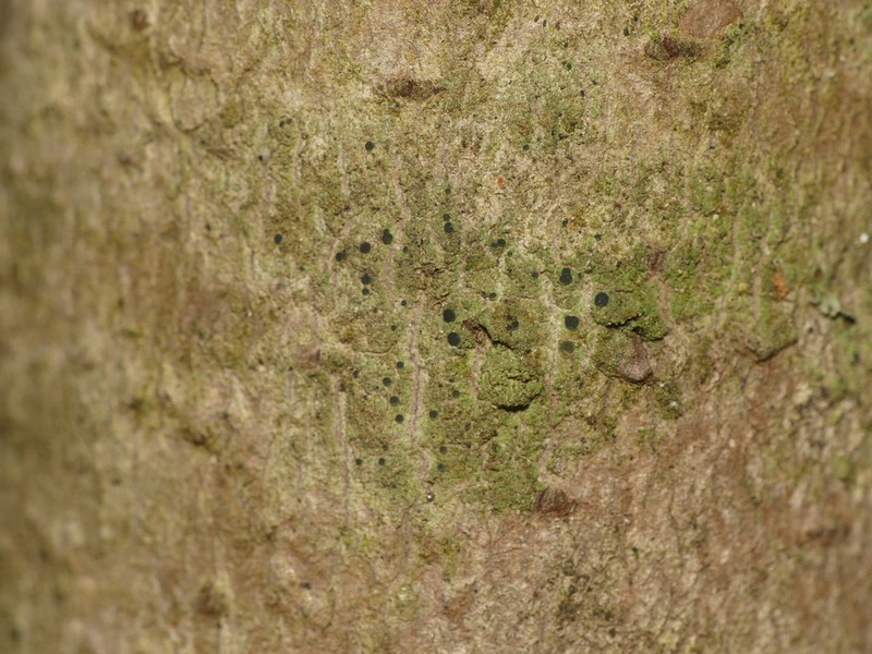 Circumspect Dotted Lichen photo 2