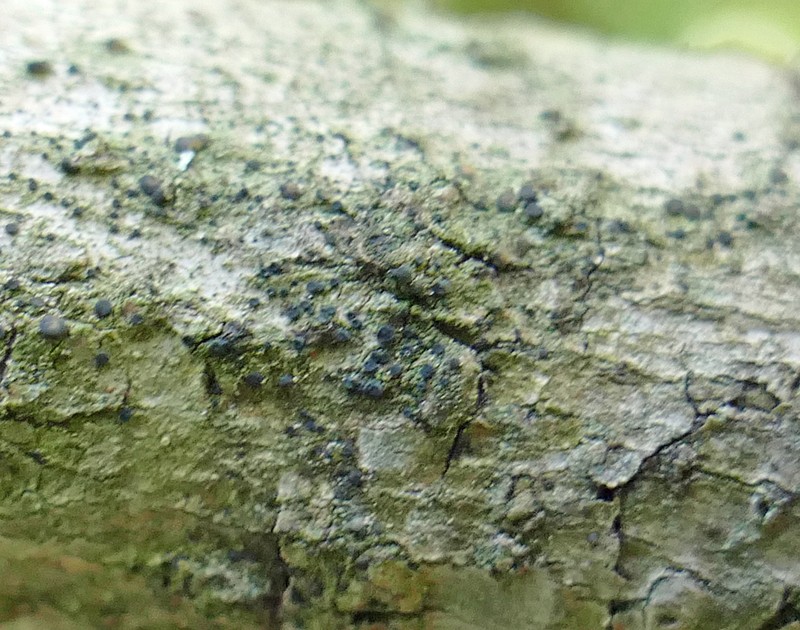 Circumspect Dotted Lichen photo 3