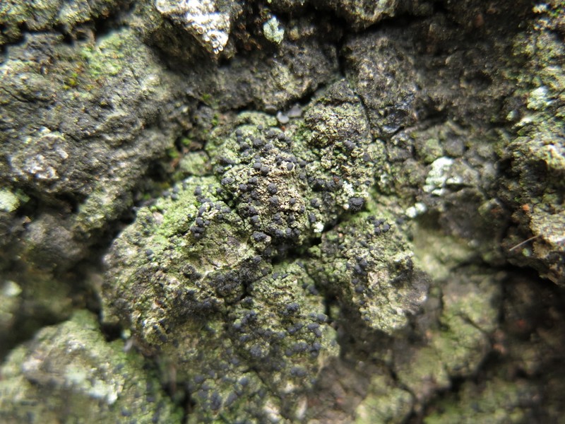 Circumspect Dotted Lichen photo 4
