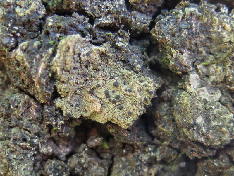 Circumspect Dotted Lichen photo 5