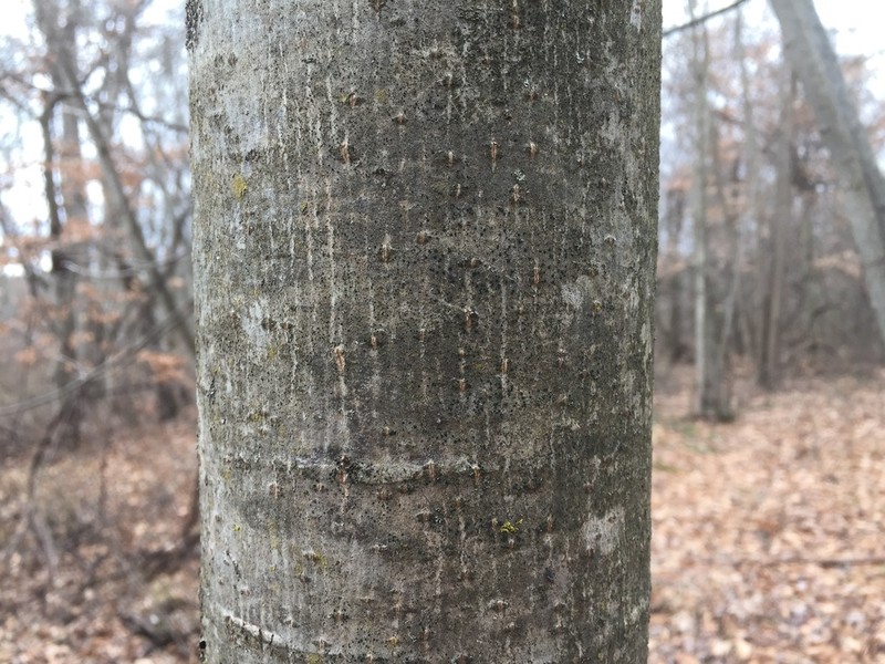 Circumspect Dotted Lichen photo 6