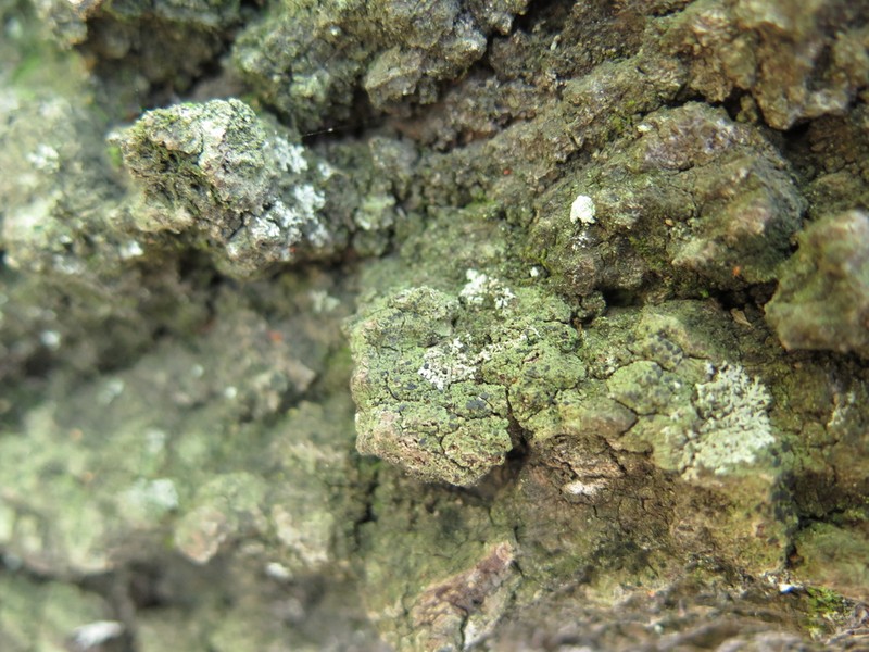 Circumspect Dotted Lichen photo 7