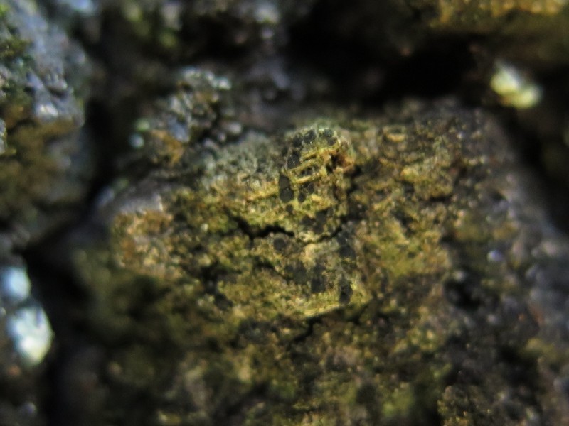 Circumspect Dotted Lichen photo 8