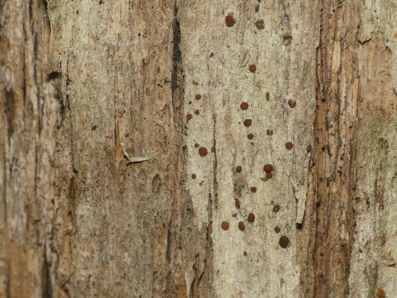 Bacidia diffracta photo 2