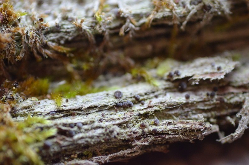 Bacidia diffracta photo 3