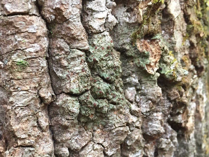 Bacidia diffracta photo 4