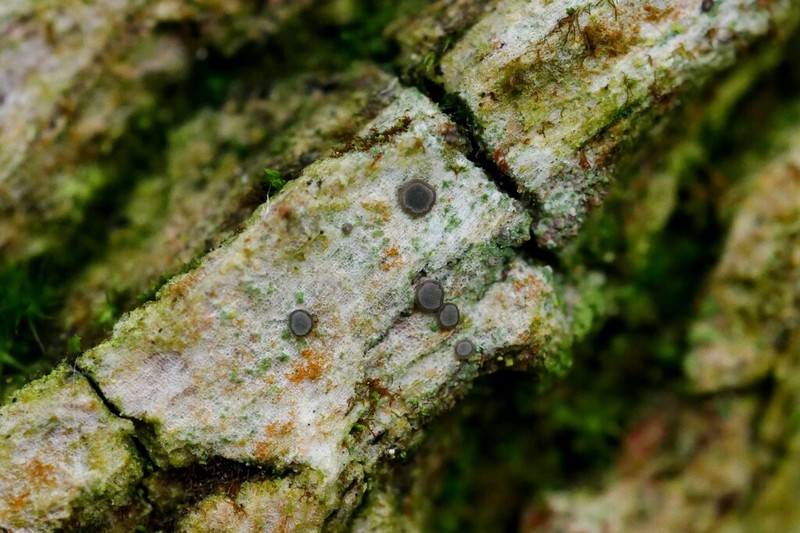 Bacidia friesiana