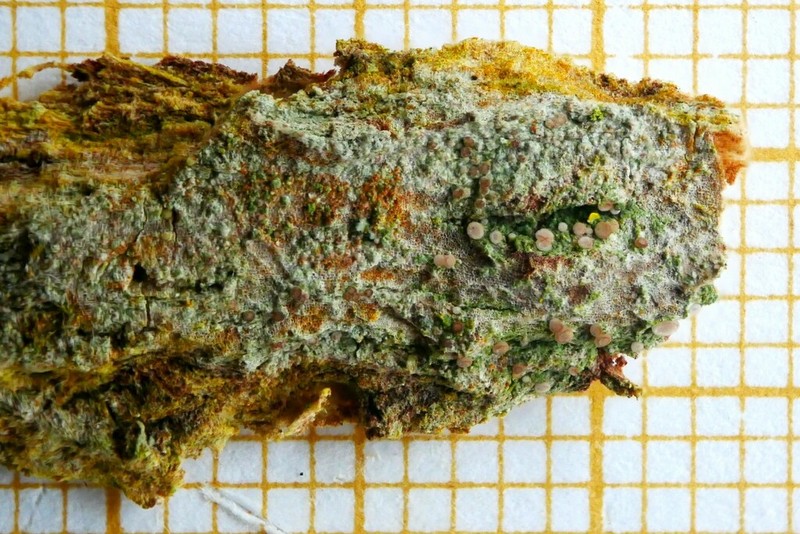 Bacidia friesiana photo 2