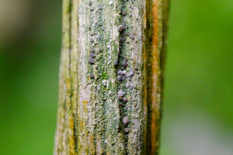 Bacidia friesiana photo 3