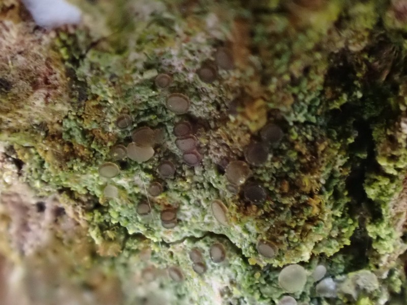 Bacidia friesiana photo 4