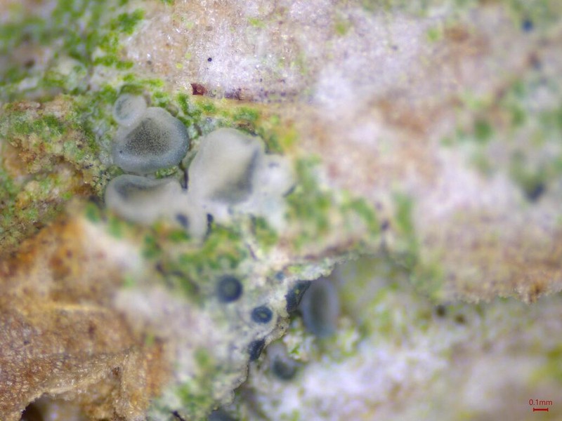 Bacidia friesiana photo 5