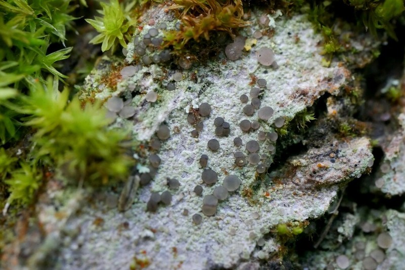 Bacidia friesiana photo 6