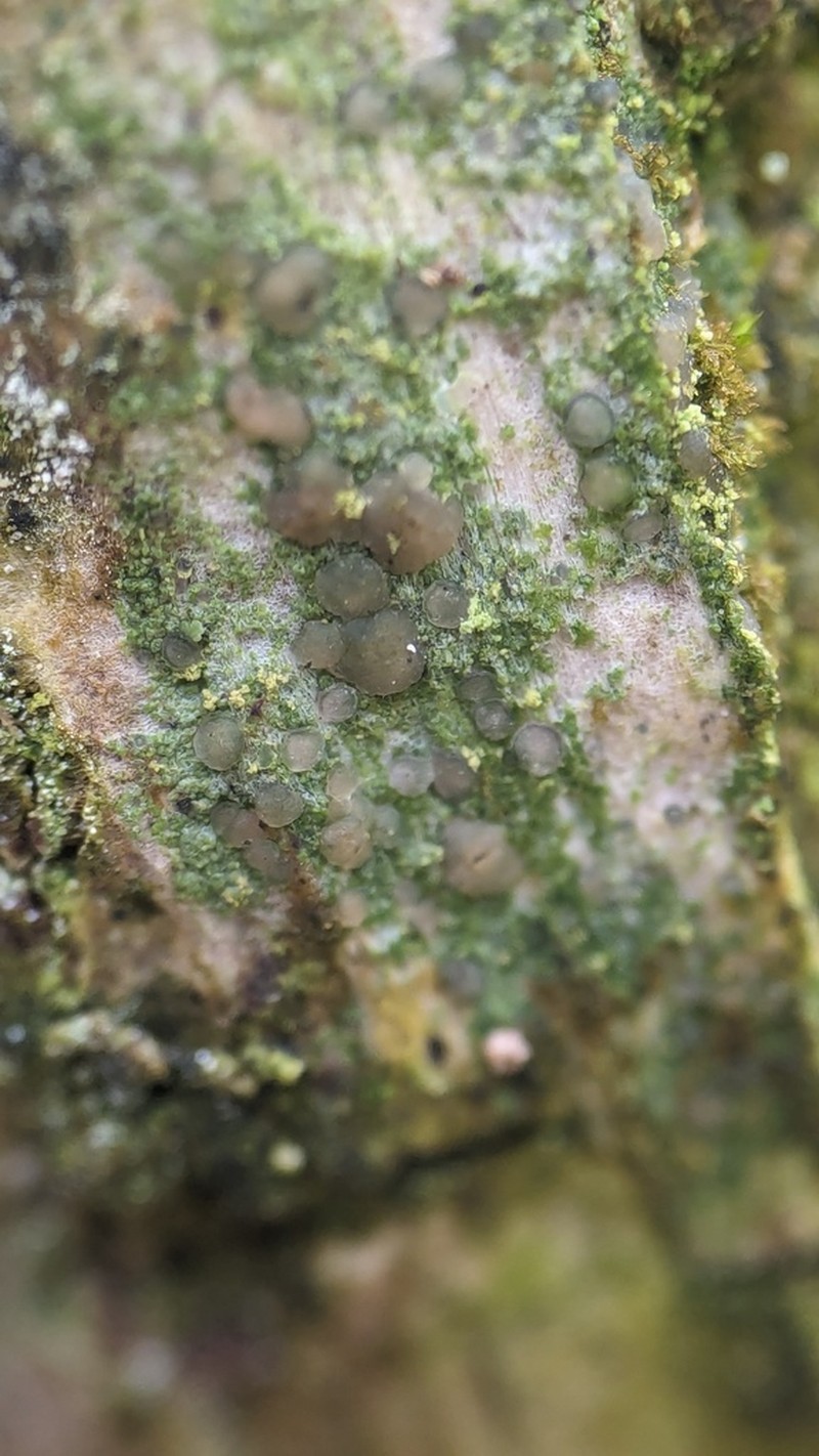 Bacidia friesiana photo 7