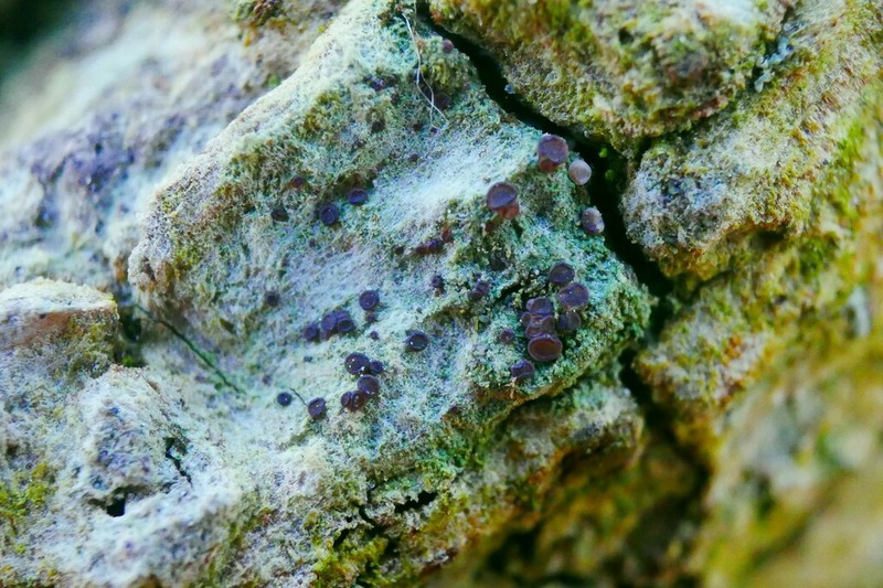 Bacidia friesiana photo 8