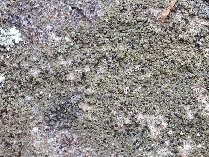 Dotted Lichen photo 2