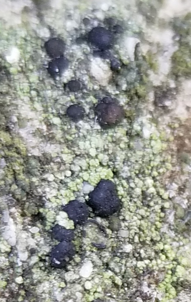 Dotted Lichen photo 3