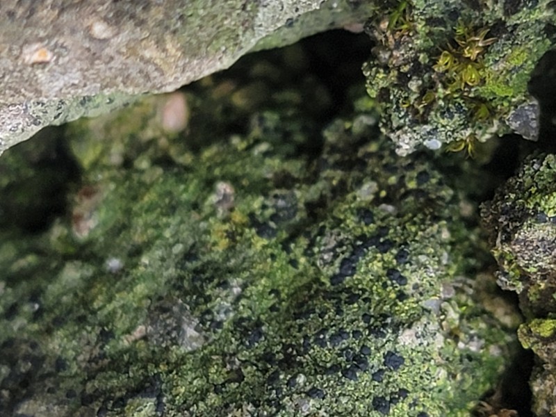 Dotted Lichen photo 5