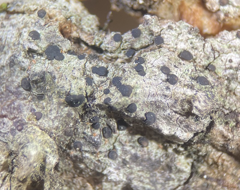 Bacidia helicospora photo 2