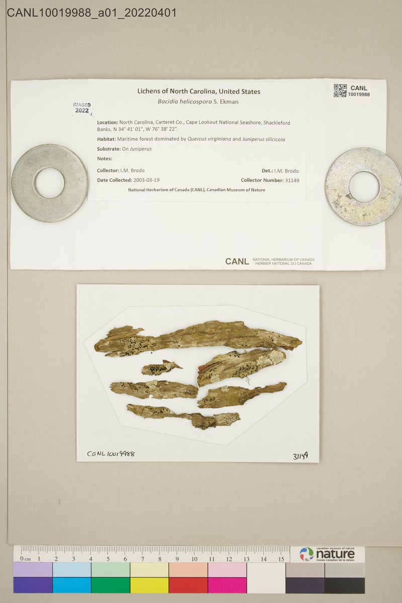 Bacidia helicospora photo 3