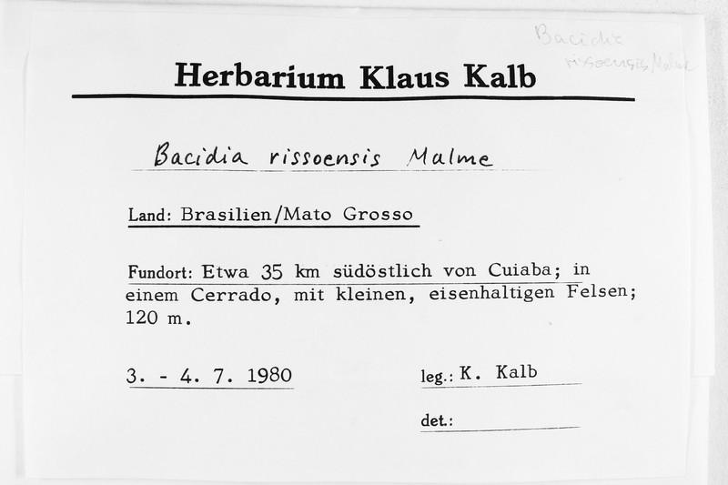 Bacidia hostheleoides photo 2