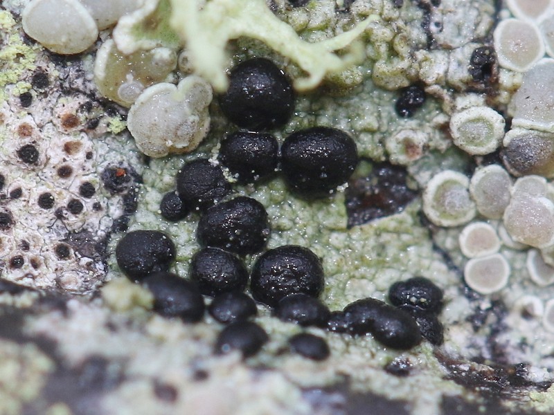 Igniar's Dotted Lichen