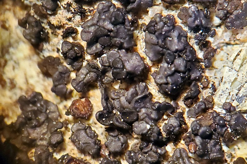 Dotted Lichen photo 2