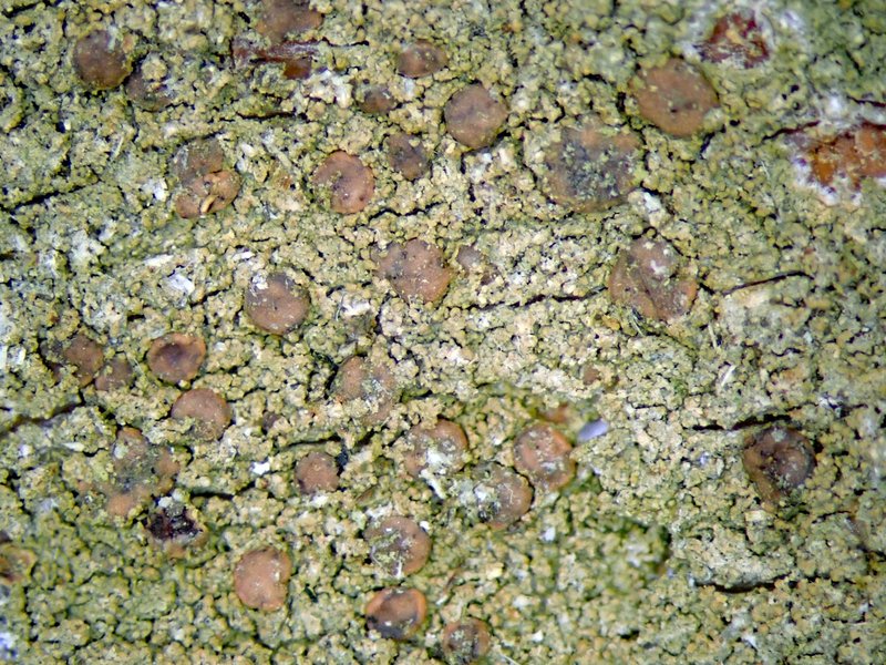 Dotted Lichen