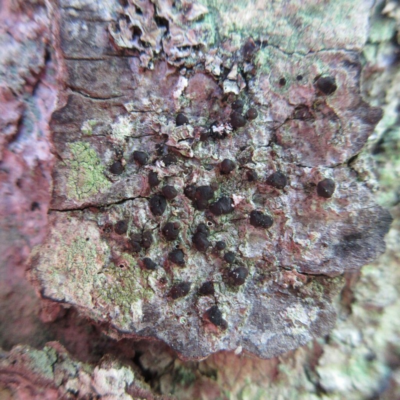 Dotted Lichen