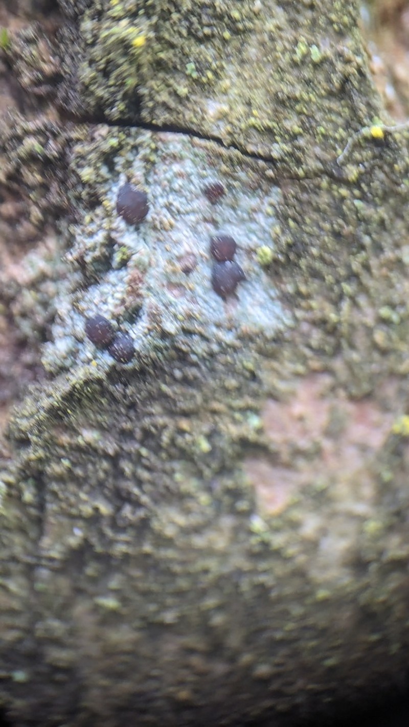Dotted Lichen photo 2