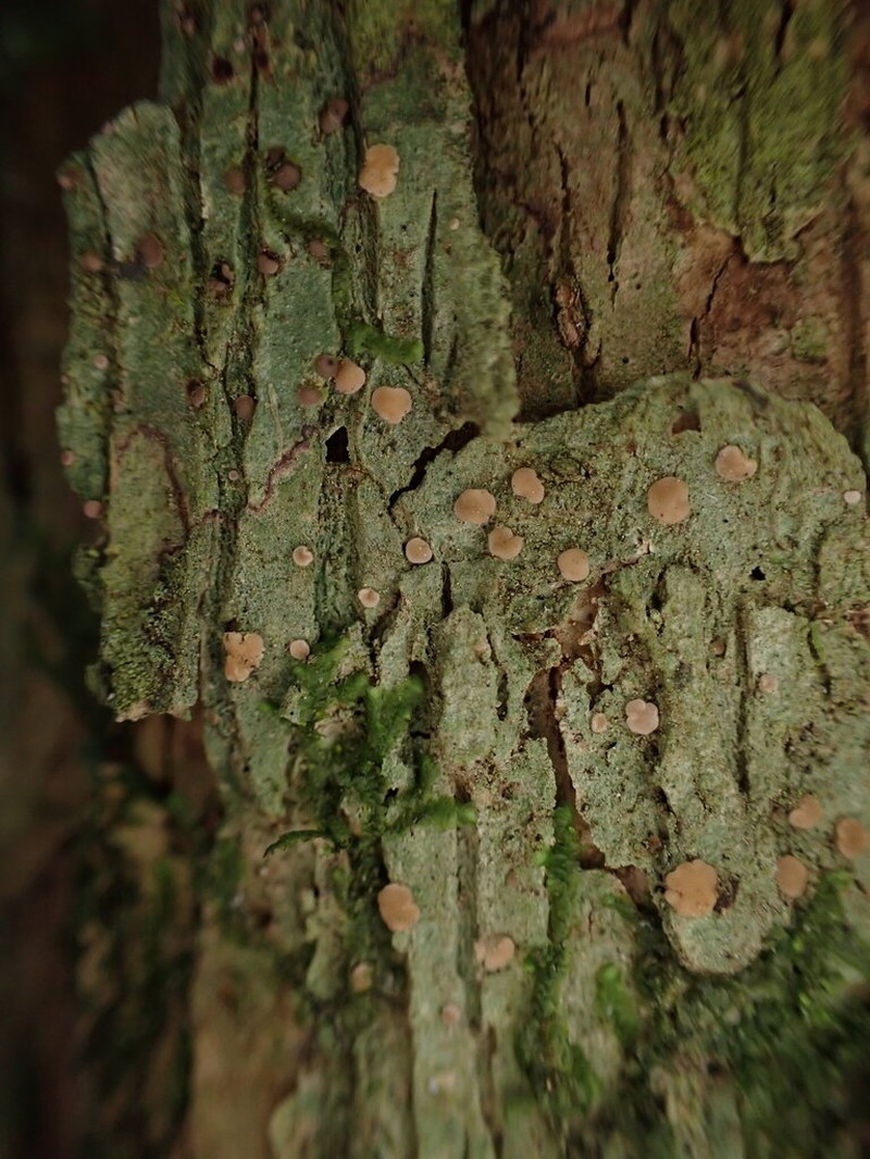 Dotted Lichen photo 3