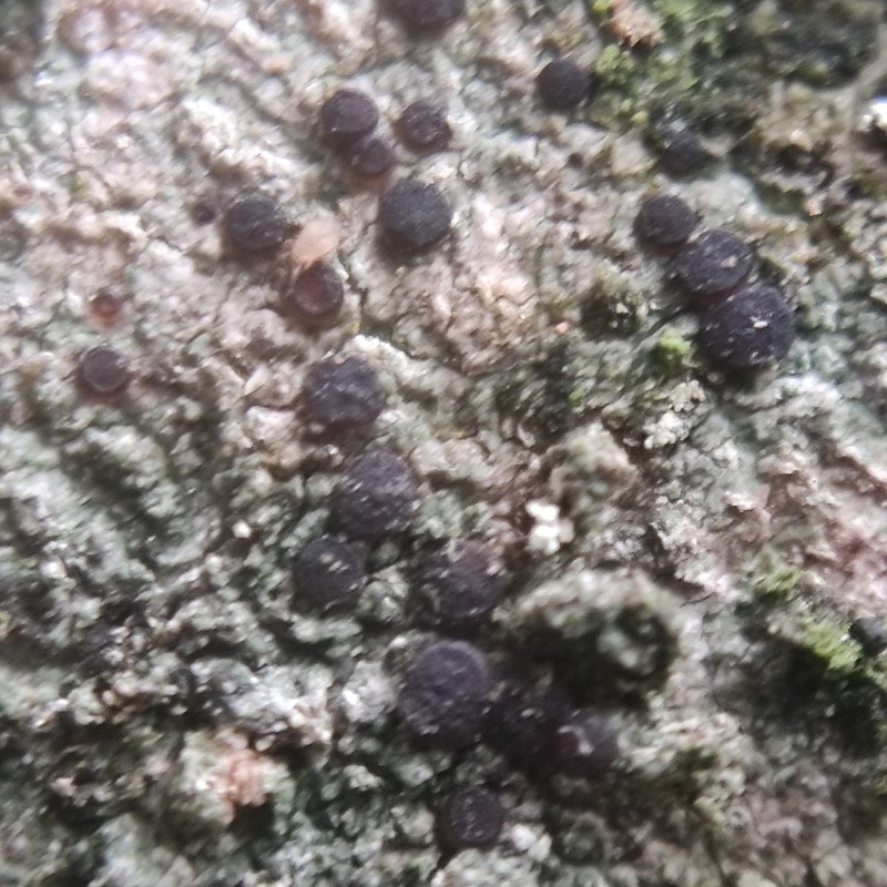 Dotted Lichen photo 4