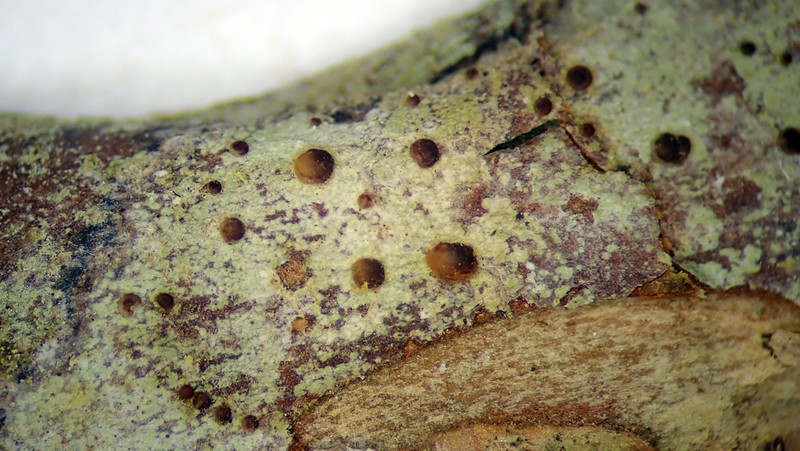 Dotted Lichen photo 5