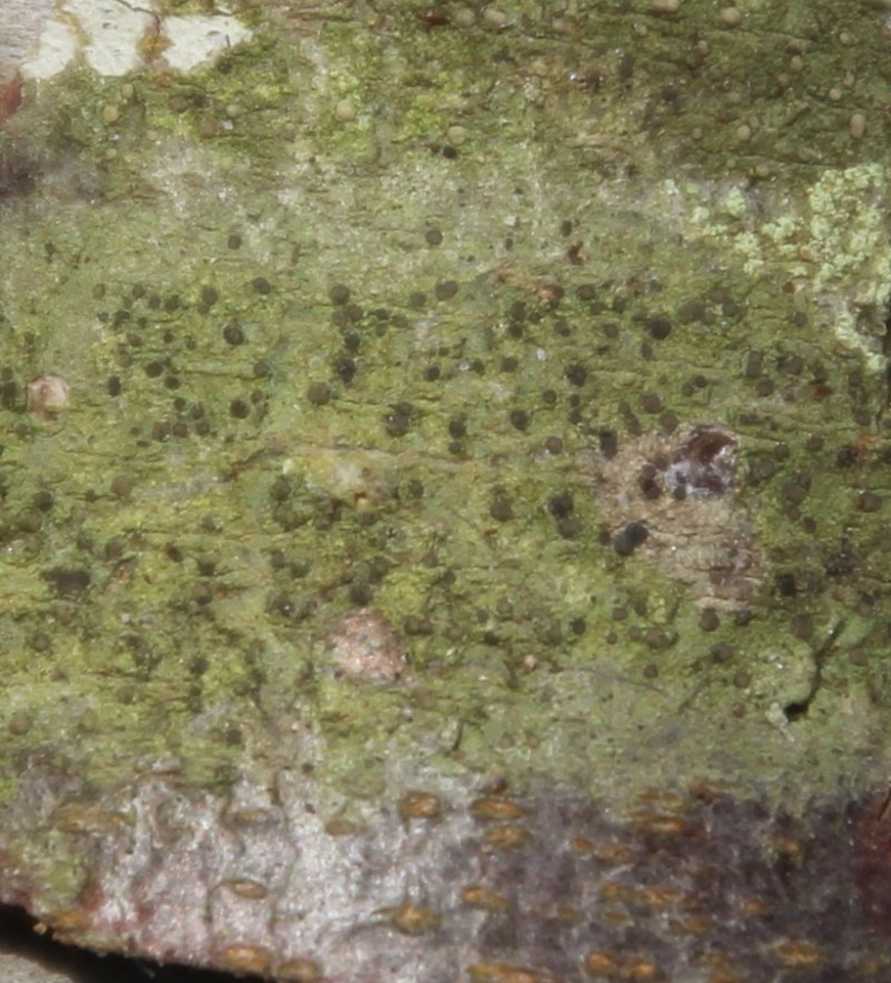 Dotted Lichen photo 6