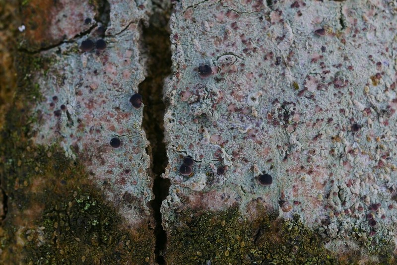 Dotted Lichen photo 7