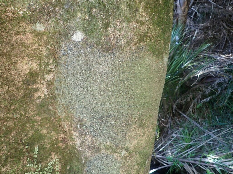 Dotted Lichen photo 8