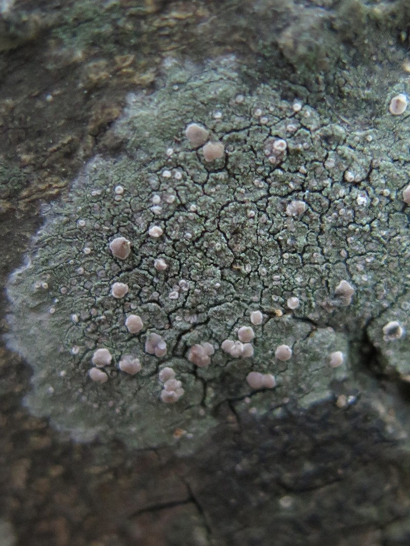 Dotted Lichen