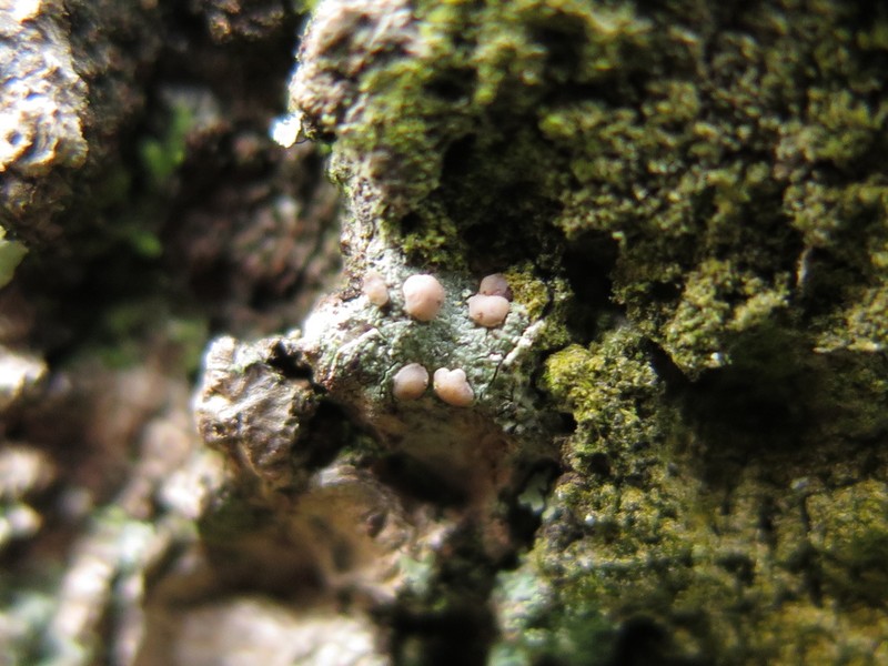 Dotted Lichen photo 2