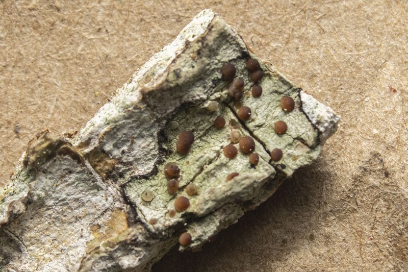 Dotted Lichen photo 4