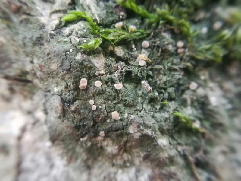 Dotted Lichen photo 5