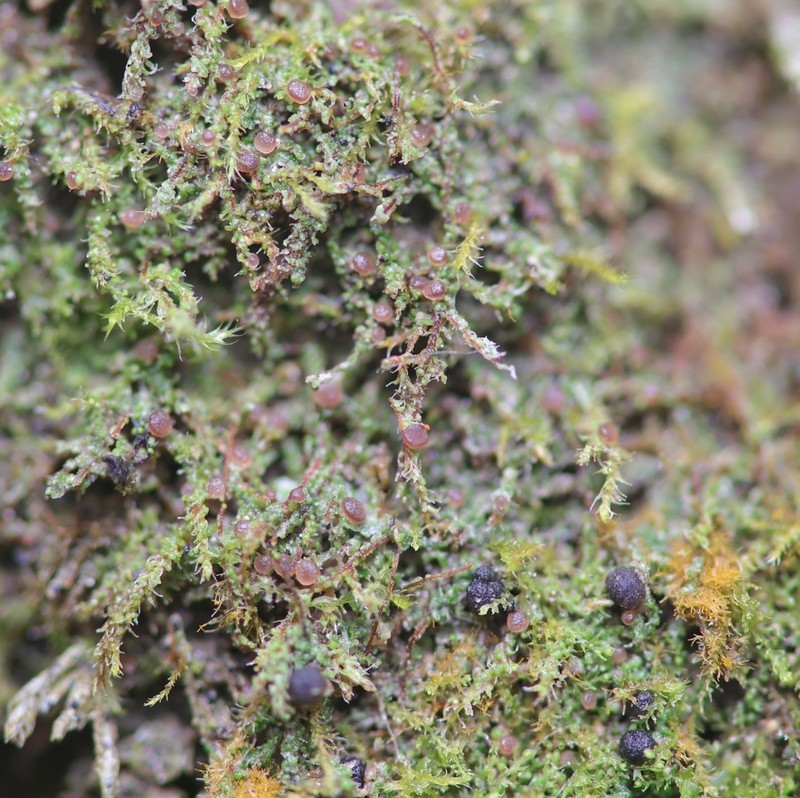 Bacidia microcarpa