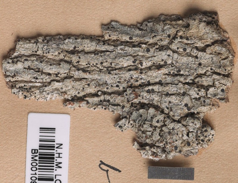 Bacidia mutabilis photo 2