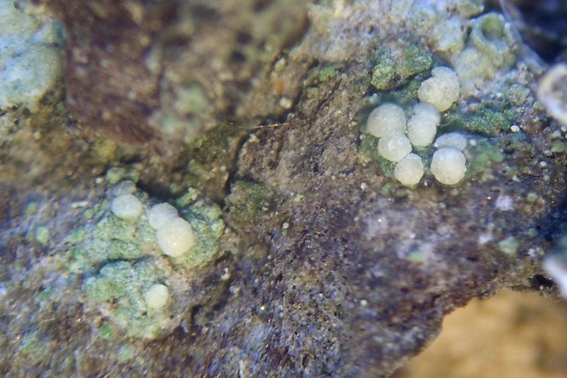 Dotted Lichen