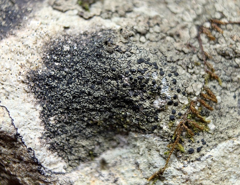 Pammell's Dotted Lichen photo 4