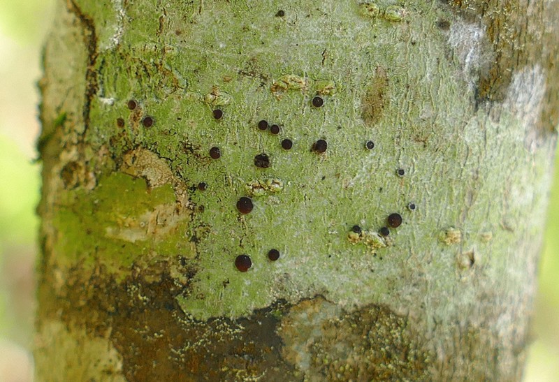 Dotted Lichen