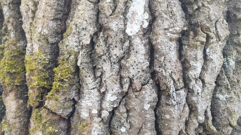 Dotted Lichen photo 2